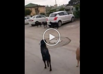 Dog threat to doctors at SMHS Srinagar – video