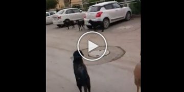 Dog threat to doctors at SMHS Srinagar – video
