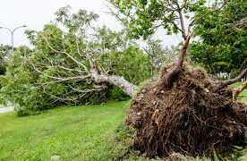 2 Persons Critically Wounded As Poplar Tree Falls On Load Carrier in Bemina Srinagar 