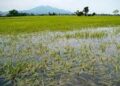 Flash floods caused damage to paddy crop in Lolab Kupwara