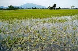 Flash floods caused damage to paddy crop in Lolab Kupwara