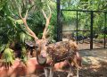 IIT Madras: Deer Roam Freely Amid Cutting-Edge Technology