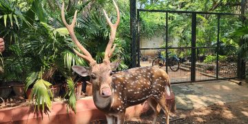 IIT Madras: Deer Roam Freely Amid Cutting-Edge Technology