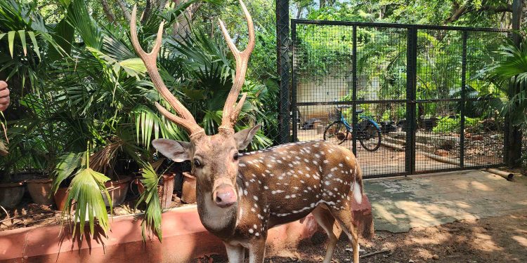 IIT Madras: Deer Roam Freely Amid Cutting-Edge Technology